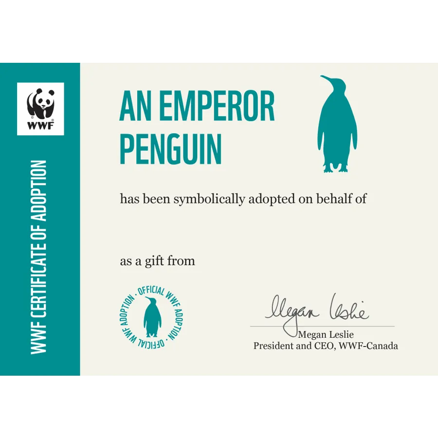 Emperor penguin