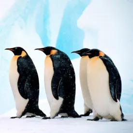 Emperor penguin